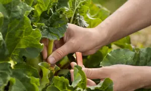 Mains cueillant des tiges de rhubarbe rouges et vertes. Le moment idéal pour savoir quand cueillir la rhubarbe est quand les tiges sont bien développées.