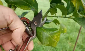 Main d'un jardinier utilisant un sécateur pour la taille d'un citronnier.
