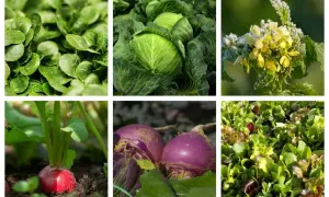 Mélange de légumes de saison septembre France : mâche, chou, radis, navets violets et salades colorées.