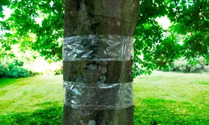 Bandes transparentes autour d'un tronc d'arbre pour la protection des arbres fruitiers contre les insectes.