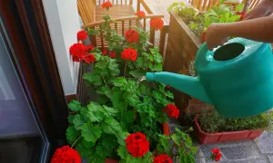 Arrosage d'un géranium rouge éclatant sur un balcon en bois. L'eau coule d'un arrosoir vert sur les feuilles luxuriantes.