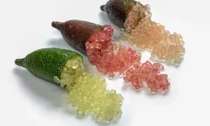 Trois citrons caviar ou finger limes ouverts révèlent leurs perles juteuses, jaunes, roses et orangées, prêtes à éclater en bouche.