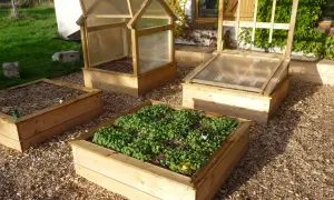 Un espace aménagé pour faire un potager avec des bacs en bois, certains couverts de paillis, d'autres de jeunes pousses vertes.