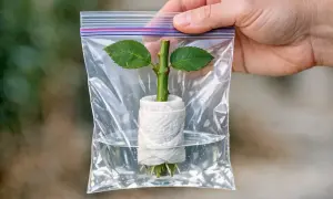 Une bouture de rosier, enveloppée dans du papier absorbant et placée dans un sac plastique avec de l'eau, montre de fines racines se développant.
