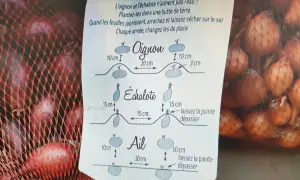 Conseils pour savoir quand récolter les échalotes : arrachez-les quand les feuilles jaunissent et laissez-les sécher.