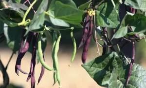 Des haricots à rames violets et verts pendent de leurs tiges, prêts à être récoltés.