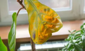 Une feuille de figuier jaunie et tachée, symbole d'un soin à réajuster pour cette plante d'intérieur.