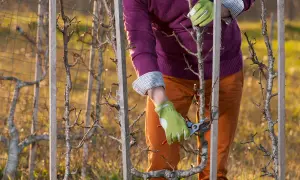 Jardinier en gants verts taillant un poirier palissé. La taille poirier est essentielle pour une bonne fructification.