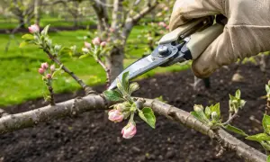 Main d'un jardinier avec des gants, utilisant un sécateur pour la taille d'un pommier en fleurs.