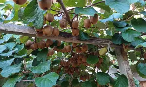 Une **plantation de kiwis** luxuriante, avec des fruits bruns duveteux suspendus aux branches sous un ciel bleu.
