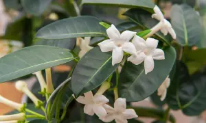 Fleurs blanches étoilées d'un jasmin d'intérieur, parfait pour un entretien facile et un parfum subtil.