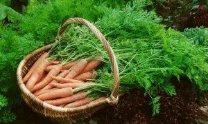 Un panier débordant de carottes fraîchement récoltées, leurs fanes vertes luxuriantes débordant sur le sol. Un beau résultat après avoir décidé de semer des carottes.