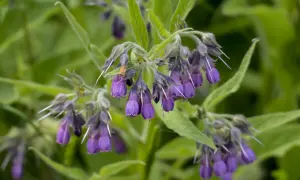 Grappes de fleurs violettes de consoude, prêtes à être transformées en purin de consoude pour le jardin.