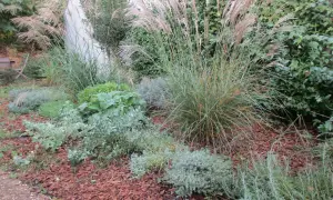 Un jardin avec des graminées aux plumes rosées et des plantes grises argentées, parfaites plantes résistantes sécheresse, sur un lit d'écorces.