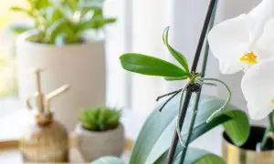 Nouvelle pousse sur une orchidée, signe qu'elle va refleurir. Un arrosoir doré et d'autres plantes sont en arrière-plan.