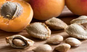 Noyaux d'abricots, certains ouverts révélant la graine, prêts à planter pour faire pousser de nouveaux arbres.
