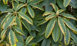 Feuilles de rhododendron atteintes de jaunissement et de nécrose, symptômes de maladie.