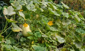 Courge spaghetti en pleine croissance, ses feuilles vertes et jaunes parsemées de poudre blanche, annonçant une future récolte savoureuse.
