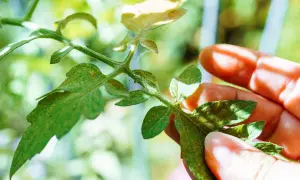 Main d'un jardinier inspectant une tige de tomate, révélant la présence de pucerons tomates et de toiles d'araignées.