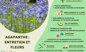 Gros plan sur des agapanthes bleues. Le texte indique quand couper les fleurs d'agapanthe fanées pour un entretien optimal.