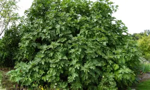 Un majestueux figuier arbre, couvert de feuilles vertes et de quelques figues naissantes, trône dans un jardin fleuri.