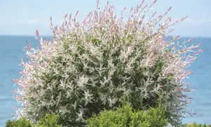 Un magnifique saule crevette buisson aux feuilles panachées de blanc et de rose, se dresse devant une mer bleue et un ciel clair.