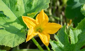 Fleur de courgette mâle, d'un jaune éclatant, s'épanouit au milieu de grandes feuilles vertes texturées.