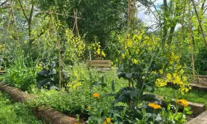 Un potager en permaculture luxuriant, avec des fleurs jaunes éclatantes et des légumes verts. Un panneau indique "Compagnonnage".