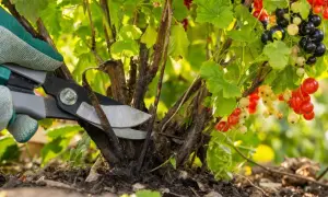 Un jardinier taille un cassissier chargé de fruits rouges et noirs. C'est le bon moment pour savoir quand tailler les cassissiers.
