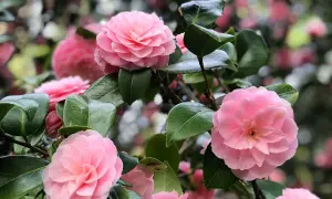 Plusieurs camélias roses épanouis sur un arbuste, leurs pétales délicats contrastant avec le feuillage vert foncé. Un camélia en pot, prêt à embellir un jardin.