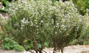 Un buisson de thym en pleine floraison, prêt à être récolté. Ses petites fleurs blanches et ses tiges robustes invitent à planter du thym pour parfumer vos plats.