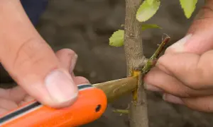 Une main réalise une greffe sur un jeune prunier avec un couteau de greffage.