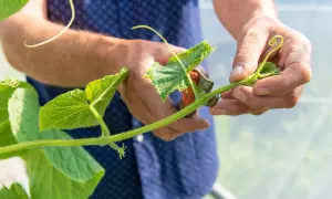 Mains d'un jardinier taillant une tige de concombre avec des ciseaux. La plante verte pousse dans une serre.