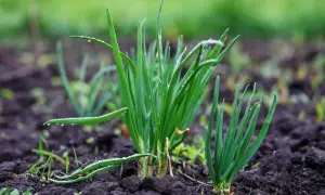 Jeunes pousses d'oignons dans la terre humide, idéales pour savoir quand planter les oignons au printemps.