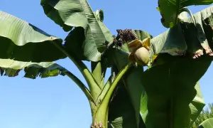 Gros bananier extérieur avec de grandes feuilles vertes et une fleur de bananier naissante sous un ciel bleu clair.