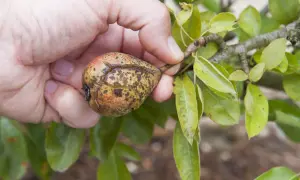 Main d'une personne tenant une poire affectée par la maladie du poirier, montrant des taches et des craquelures sur la peau du fruit.