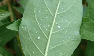 Feuille verte couverte de minuscules pucerons blancs.