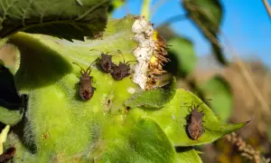 Plusieurs punaises du chou, brunâtres et velues, se promènent sur une feuille verte et duveteuse.