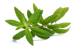 Une branche de verveine citronnelle aux feuilles vertes vives, parfaite quand ramasser la verveine pour la faire sécher.