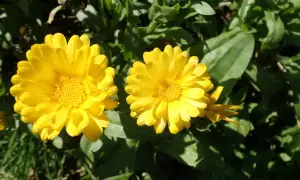 Deux soucis fleur jaunes éclatants, baignés de soleil, se dressent fièrement parmi le feuillage vert.