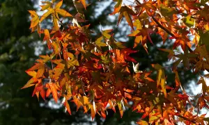 Feuilles d'un arbre liquidambar aux couleurs flamboyantes d'automne, illuminées par le soleil.