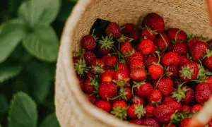 Panier rempli de fraises rouges et juteuses, prêtes pour l'entretien fraisier. Les feuilles vertes des plants de fraises sont visibles en arrière-plan.