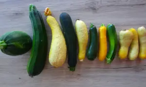 Une belle variété de courgettes, rondes, longues, vertes et jaunes, alignées sur un fond en bois.