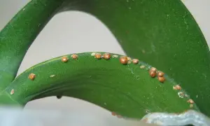 Feuilles vertes d'une plante envahies par des cochenilles. Voici comment se débarrasser des cochenilles pour sauver votre plante.
