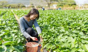 Une femme récolte des fraises dans un champ. Le moment idéal pour savoir quand planter fraisier est au printemps ou à l'automne.