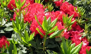 Magnifique exposition de rhododendrons aux fleurs rouges éclatantes et au feuillage vert luxuriant.