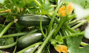 Courgettes vertes et fleurs jaunes sur un plant. Faut-il arroser les courgettes tous les jours? La réponse dépend de la météo et du sol.