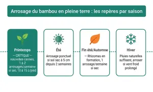 Guide saisonnier pour l'arrosage du bambou : printemps critique pour les nouvelles pousses, été ponctuel si sec, automne pour les rhizomes, hiver avec pluies naturelles.