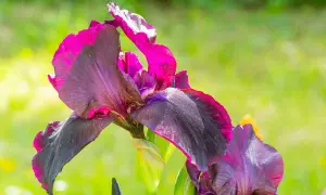 Fleur d'iris aux pétales sombres et violets, bordés de rose vif, épanouie dans une plantation d'iris ensoleillée.