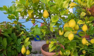 Un citronnier chargé de fruits jaunes dans un pot. Il est temps de savoir quand rempoter un citronnier pour qu'il continue de prospérer.